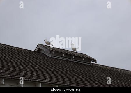 two seagulls perched on a building roof vent Stock Photo
