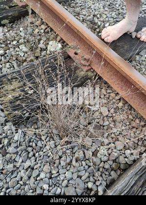 Slender Hare's-ear (Bupleurum tenuissimum) Stock Photo