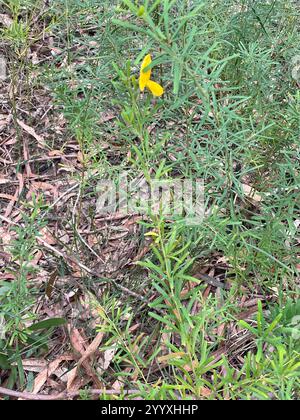 Golden Glory Pea (Gompholobium latifolium) Stock Photo