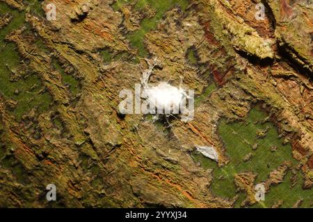 Horse-chestnut Scale (Pulvinaria regalis) Stock Photo