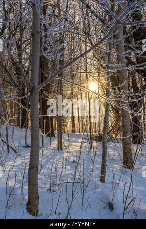 Sunshine shining through the forest with frost and snow Stock Photo