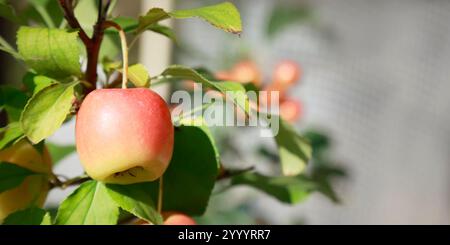 apples on the branches of an apple tree in the garden Stock Photo