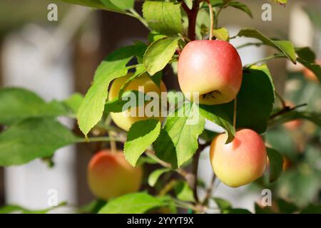 apples on the branches of an apple tree in the garden Stock Photo