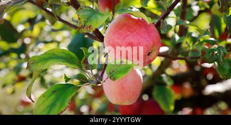 apples on the branches of an apple tree in the garden Stock Photo