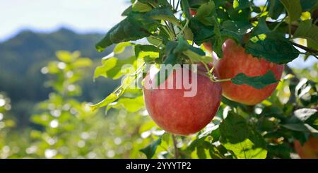 apples on the branches of an apple tree in the garden Stock Photo