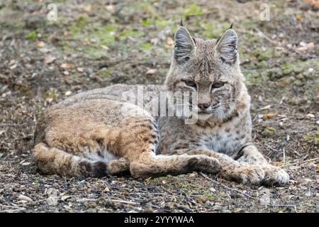 Bobcat Taking a Break from Hunting Rodents.  Mt. Diablo State Park, Contra Costa County, California, USA. Stock Photo
