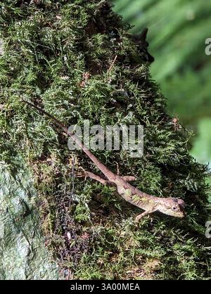 Okinawa Tree Lizard (Diploderma polygonatum) eating a papilionid ...
