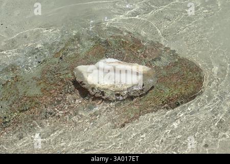 High Angle View of clear Water lapping on a Shell Stock Photo
