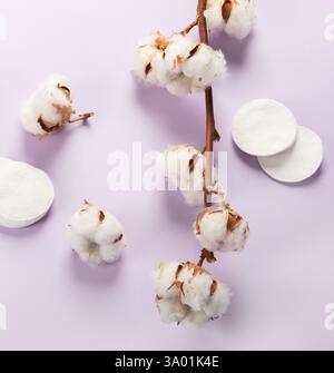 Flat lay beautiful cotton branch on violet background, . Delicate white cotton flowers. Light color cotton background. Cotton production. Stock Photo