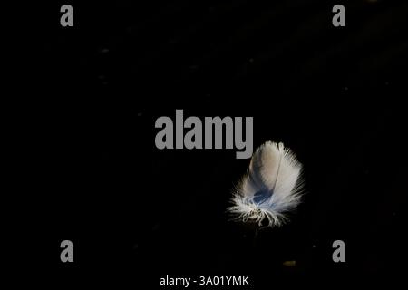 Floating Feather Stock Photo
