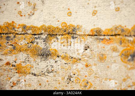 Rough stone surface covered in yellow and orange lichen. The detailed organic texture and earthy tones make it perfect for nature-inspired designs Stock Photo