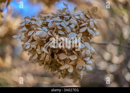 Hydrangea withered dried up blossom close up Stock Photo