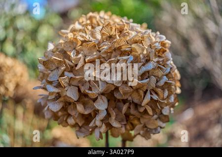 Hydrangea withered dried up blossom close up Stock Photo