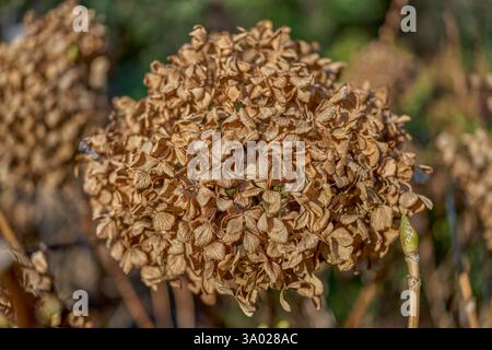Hydrangea withered dried up blossom close up Stock Photo