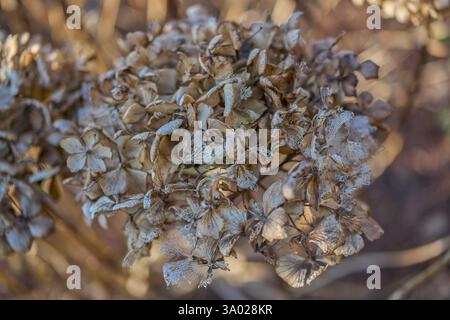 Hydrangea withered dried up blossom close up Stock Photo