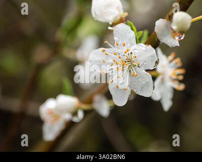 Flowering branch of cherry with raindrops on a blurred background Stock Photo