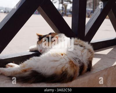 Sleeping Cat on a ledge beside wooden fence semi bathed in light in Essaouria, Morocco. Feb/Mar 2025 Stock Photo