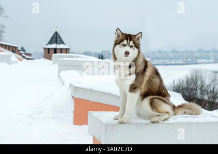 Siberian husky sits on snowy wall in urban area. Overcast sky and distant buildings create cold, serene atmosphere. Front view highlights dogs fur and Stock Photo