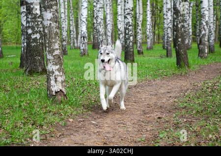 Siberian husky in mid-stride, running along narrow dirt path. Surrounded by tall birch trees, vibrant green forest provides lively backdrop. Overcast Stock Photo