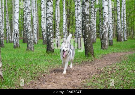 Siberian husky in mid-stride, running along narrow dirt path. Surrounded by tall birch trees, vibrant green forest provides lively backdrop. Overcast Stock Photo