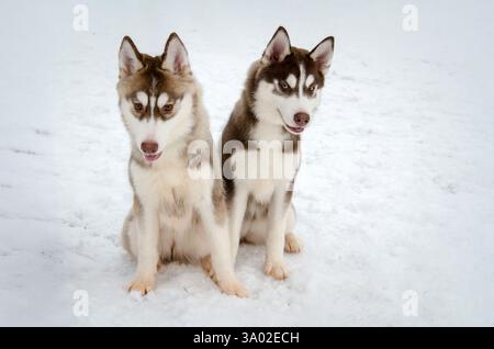 Two siberian huskies on snowy terrain, sitting side by side. Overcast lighting emphasizes their expressive eyes and thick coats. Contrast of warm fur Stock Photo