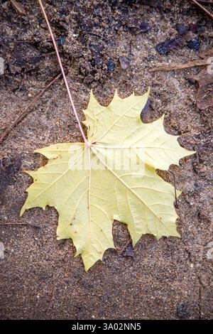 Underside of yellow autumn leaf of Norway maple, Acer platanoides, looking down from above, UK Stock Photo