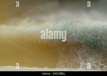 Macro Close-Up of Mold Growing on Cheese – Detailed Texture and Fungal Patterns on Food Stock Photo