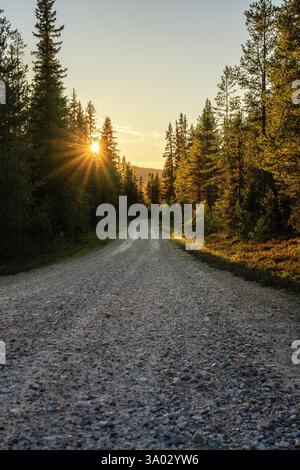A tranquil unpaved forest road winds through dense pine trees in Sweden at dusk, with the warm rays of the setting sun filtering through the branches Stock Photo
