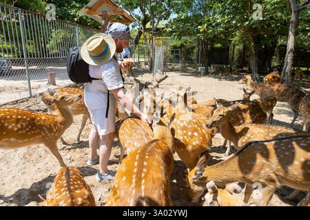 A man hands feeds deer in a park on Orchid Island in Vietnam, Nha Trang. Deer crowd, push, and beg for treats. Close-up, selective focus. Stock Photo