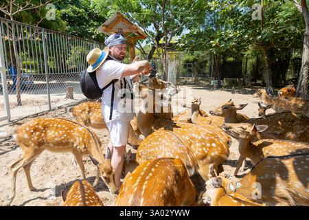 A man hands feeds deer in a park on Orchid Island in Vietnam, Nha Trang. Deer crowd, push, and beg for treats. Close-up, selective focus. Stock Photo