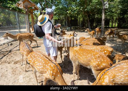 A man hands feeds deer in a park on Orchid Island in Vietnam, Nha Trang. Deer crowd, push, and beg for treats. Close-up, selective focus. Stock Photo