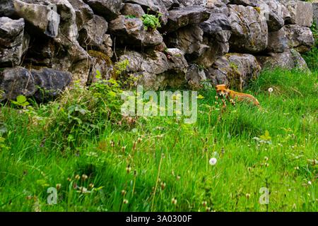 Wild Red Fox (Vulpes vulpes) Standing Alert in a Lush Green Field in County Clare, Ireland, Surrounded by Natural Rural Scenery and Native Irish Flora Stock Photo