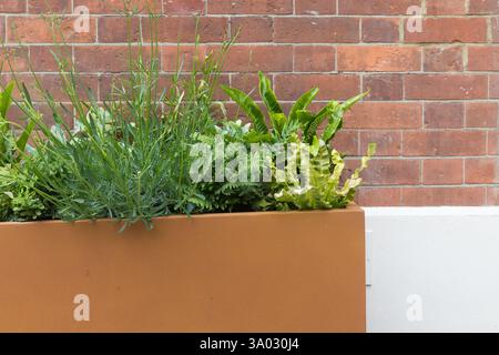 Planted terracotta planter box against brick wall.  Plants include lavender and ferns. Stock Photo