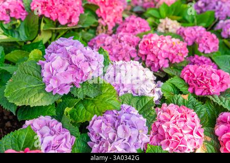 Blooming cultivar bigleaf hydrangea, Hydrangea macrophylla in the garden Stock Photo