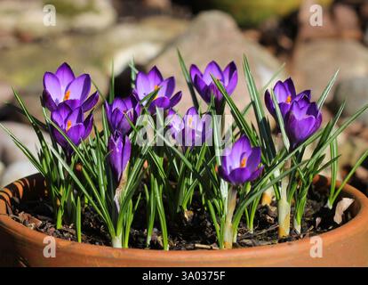 A close up of Crocus 'Ruby Giant' flowering in March. UK. Stock Photo