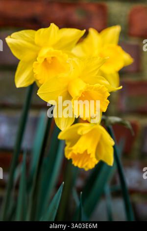 A clump of early Spring yellow Daffodils (Narcissus Psuedonarcissus) in an English garden against the backdrop of a red brick wall. Stock Photo