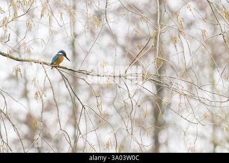 A kingfisher (Alcedo atthis) sitting on a thin branch with a bright, blurred background, Hesse, Germany, Europe Stock Photo