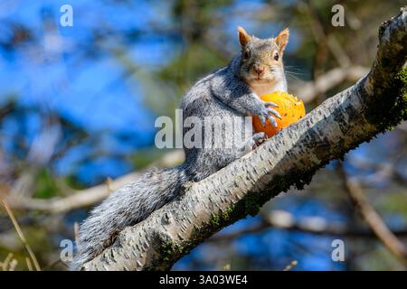 A big grey squirrel on a tree branch eating an orange. He is looking towards the camera. Stock Photo