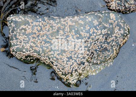 A wet barnacle covered rock on a sandy beach. The beach and the rock are wet. Closeup view. Stock Photo