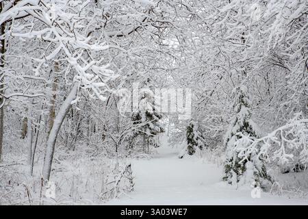 A snow covered path leading into the forest during a snow storm. The trees are heavy with snow, some snow falling through the air. Stock Photo