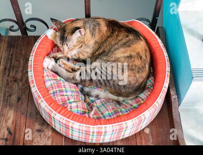 Orange striped tabby cat sleeping curled up with comfortably on circular cat bed cushion Stock Photo