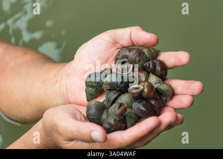 Group of Pond snail, Marsh snail, River snail on palm of hand in river Stock Photo