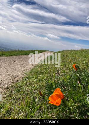 Orange poppies bloom near a dirt trail winding through a grassy hillside under cloudy sky, with faint San Jose cityscape views visible in the hazy bac Stock Photo