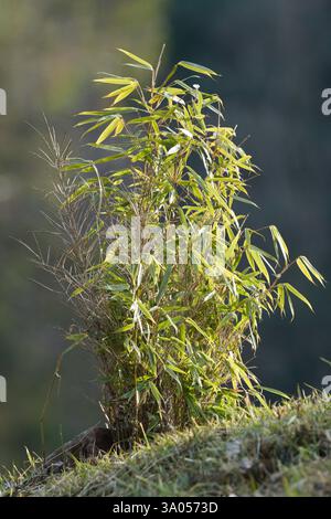 Decorative bamboo plant in the garden. Isolated on blurred background. Stock Photo