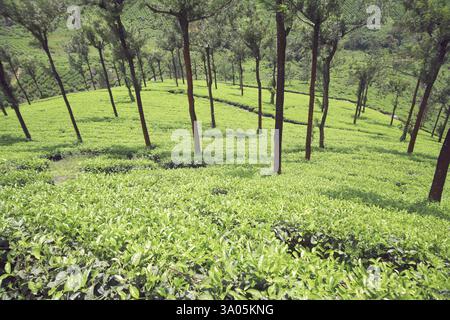 Aerial view of Tea gardens at Munnar, Kerala, India Stock Photo - Alamy