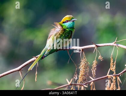 An Asian Green Bee-eater (Merops orientalis) perched on a branch. Gujarat, India. Stock Photo