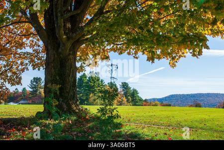 Vibrant autumn Sugar maple (Acer saccharum) at von Trapp Family Lodge & Resort, with tranquil meadows and hills in Stowe, Vermont, USA. Stock Photo