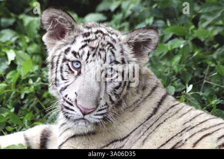 Portrait of white tiger panthera tigris resting in national safari park, Bangalore, Karnataka, India, Asia Stock Photo