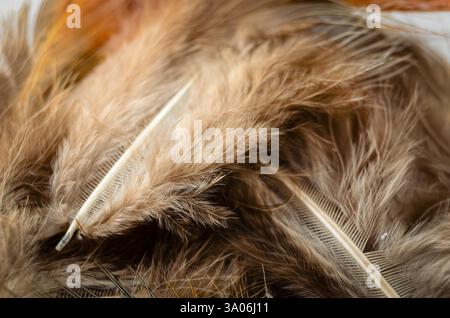 Close-up of loose Mallard feathers showing the quills and down isolated on a white background Stock Photo