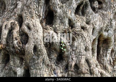 A close-up of a thick, gnarled olive tree trunk with deep grooves, featuring a small green leaf sprouting in the center. Stock Photo